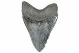 Serrated, Fossil Megalodon Tooth - South Carolina #362248-1